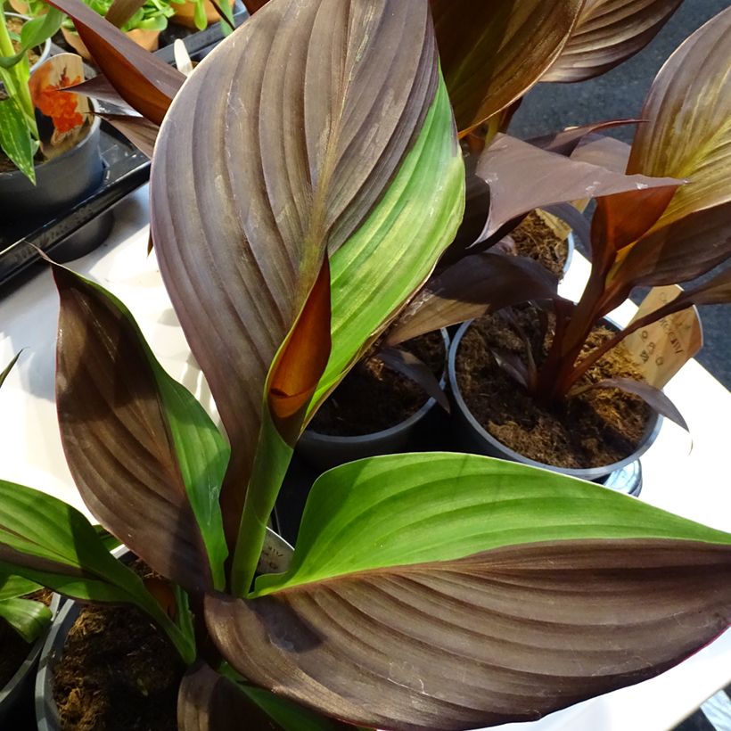 Blumenrohr Cleopatra - Canna (Laub)