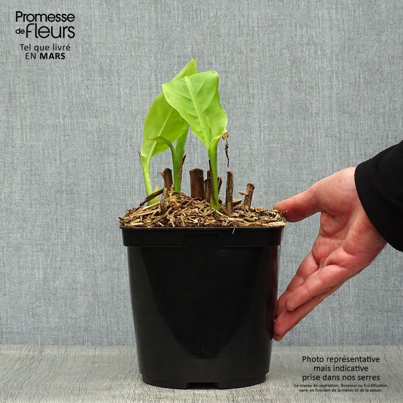 Exemplar von Canna edulis - Blumenrohr Topf mit 2L/3L wie im Frühjahr geliefert