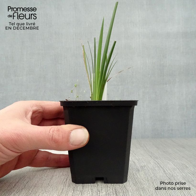 Exemplar von Dierama pulcherrimum - Trichterschwertel Kleine Töpfe von 8/9 cm wie im Winter geliefert