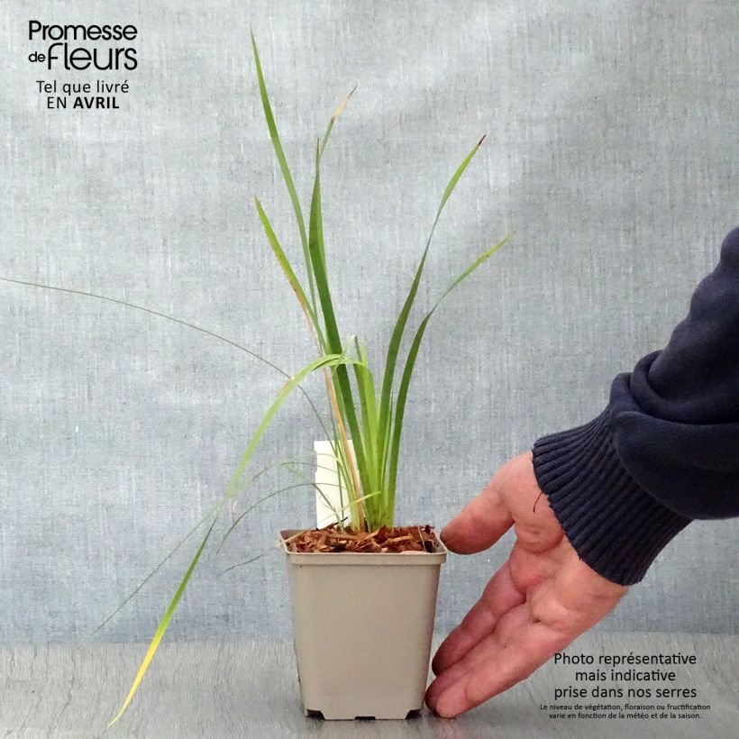 Exemplar von Dierama pulcherrimum - Trichterschwertel Kleine Töpfe von 8/9 cm wie im Frühjahr geliefert