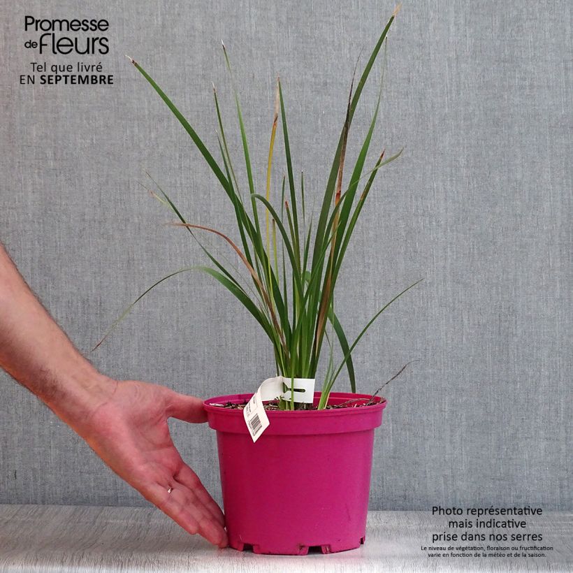 Exemplar von Dierama Pink Rocket - Trichterschwertel Topf mit 2L/3L wie im Sommer geliefert