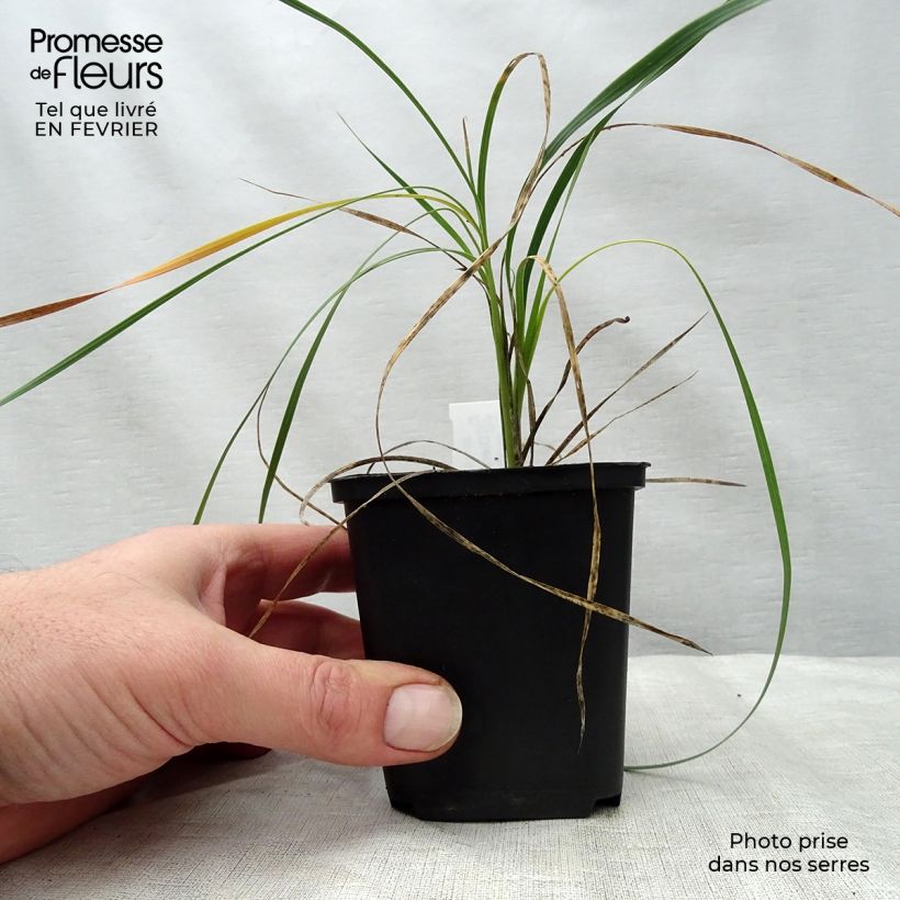 Exemplar von Dierama trichorhizum - Trichterschwertel Kleine Töpfe von 8/9 cm wie im Winter geliefert