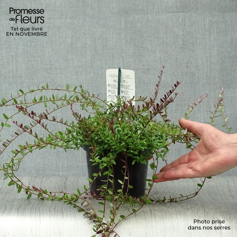 Exemplar von Cranberry Pilgrim - Vaccinium macrocarpon Topf mit 1,5L/2L, Strauch wie im Herbst geliefert