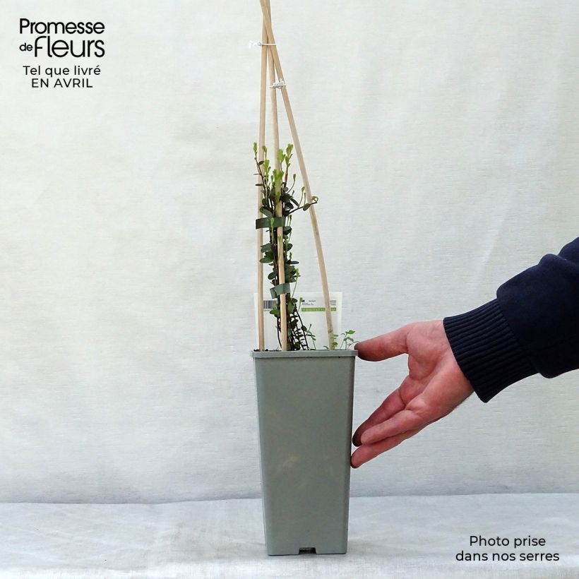 Exemplar von Cranberry Early Black - Vaccinium macrocarpon Topf mit 1,5L/2L, Strauch wie im Frühjahr geliefert