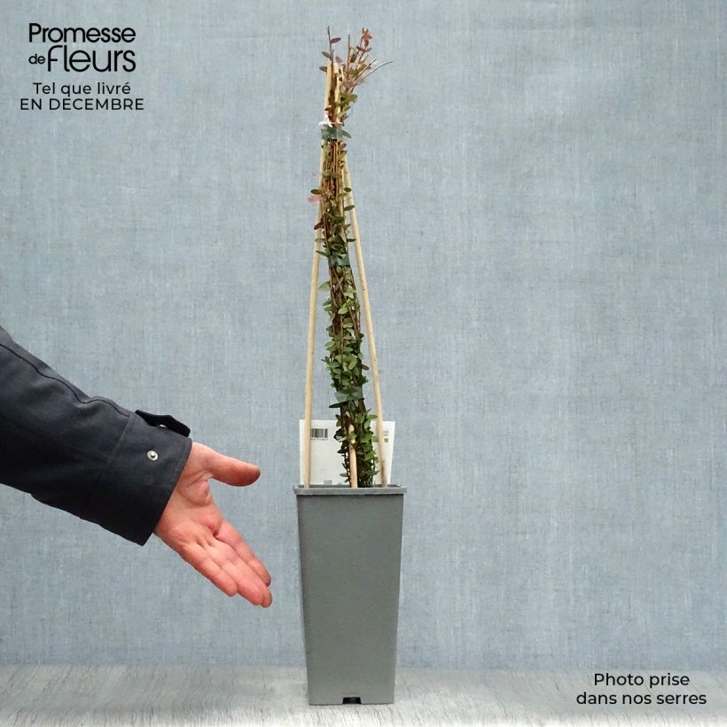 Exemplar von Cranberry Early Black - Vaccinium macrocarpon Topf mit 1,5L/2L, Strauch wie im Winter geliefert