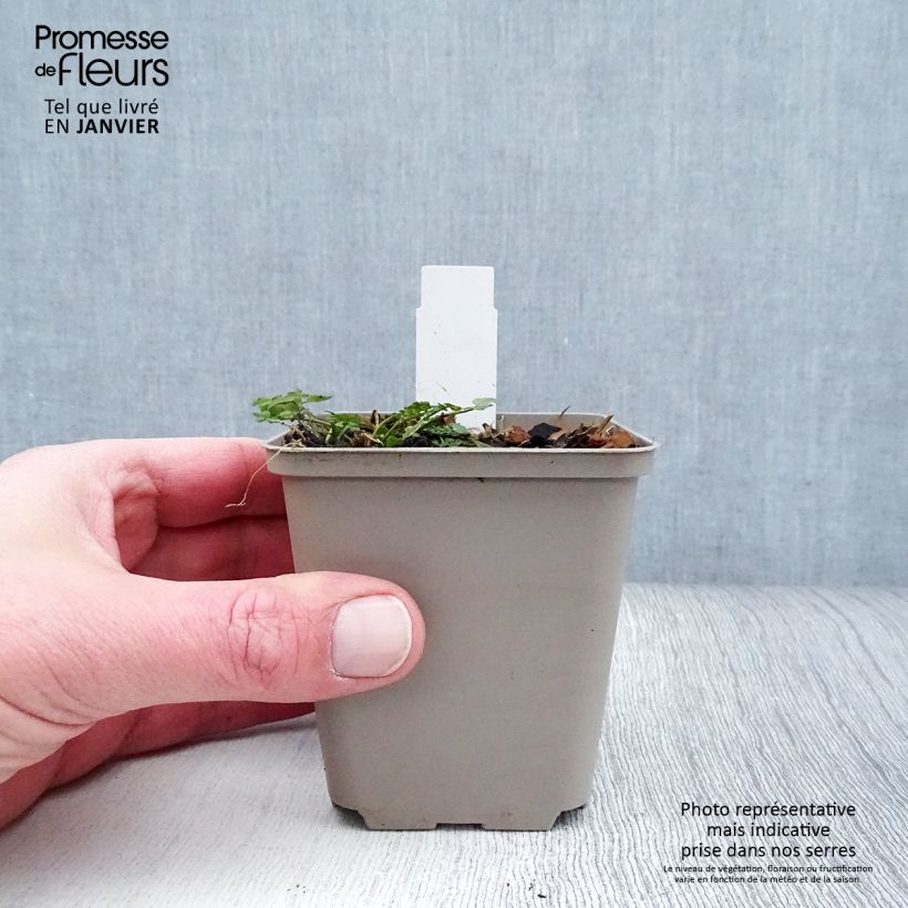 Exemplar von Cardamine pratensis Flore Pleno - Wiesen-Schaumkraut Kleine Töpfe von 8/9 cm wie im Winter geliefert