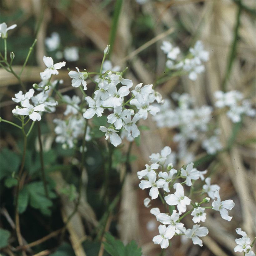 Cardamine trifolia - Dreiblättriges Schaumkraut (Blüte)