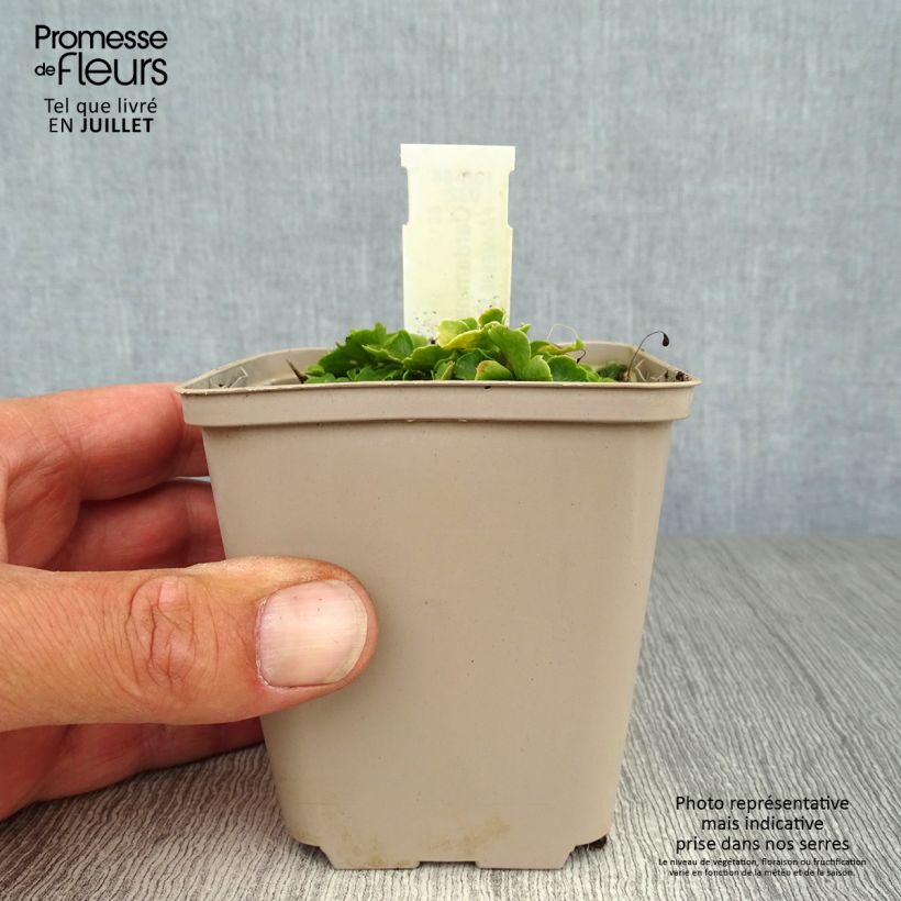 Exemplar von Cardamine trifolia - Dreiblättriges Schaumkraut Kleine Töpfe von 8/9 cm wie im Sommer geliefert