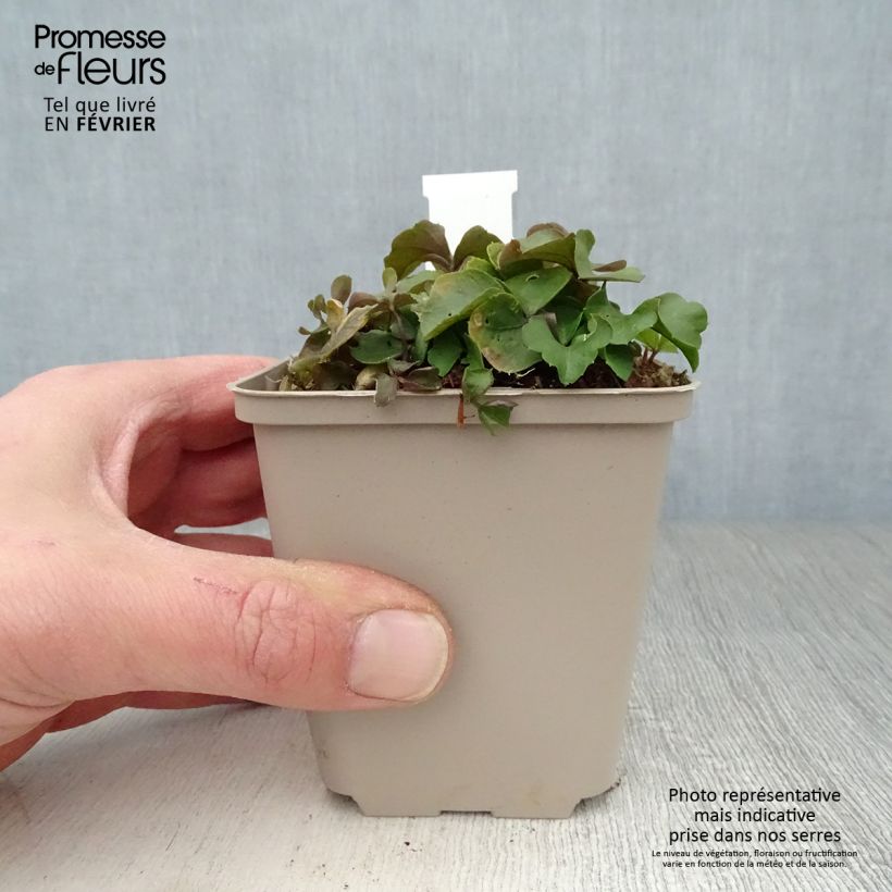 Exemplar von Cardamine trifolia - Dreiblättriges Schaumkraut Kleine Töpfe von 8/9 cm wie im Winter geliefert