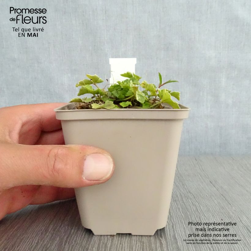 Exemplar von Cardamine trifolia - Dreiblättriges Schaumkraut Kleine Töpfe von 8/9 cm wie im Frühjahr geliefert