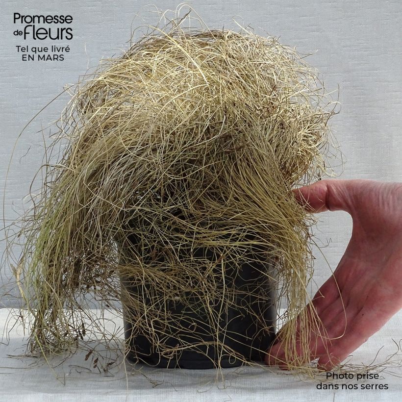 Exemplar von Carex comans Frosted Curls - Neuseeländische Segge Topf mit 2L/3L wie im Frühjahr geliefert