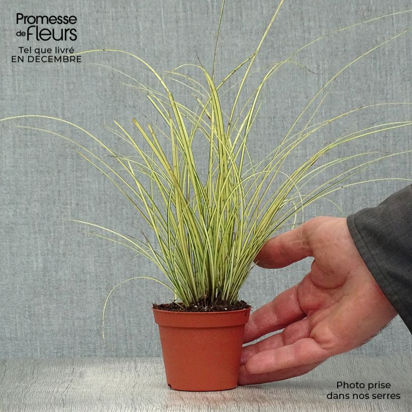 Exemplar von Carex brunnea Jenneke - Segge Kleine Töpfe von 8/9 cm wie im Winter geliefert