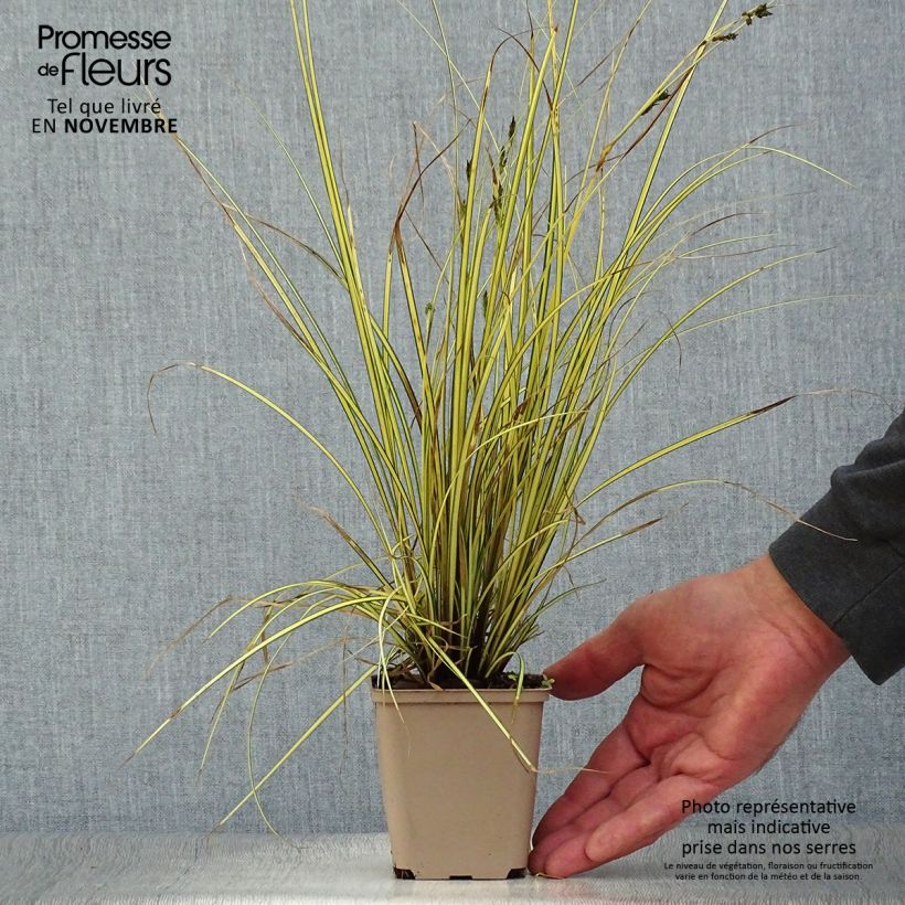 Exemplar von Carex brunnea Jenneke - Segge Kleine Töpfe von 8/9 cm wie im Herbst geliefert