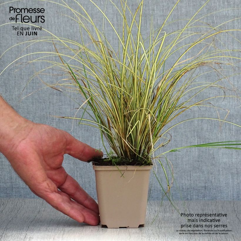 Exemplar von Carex brunnea Jenneke - Segge Kleine Töpfe von 8/9 cm wie im Sommer geliefert