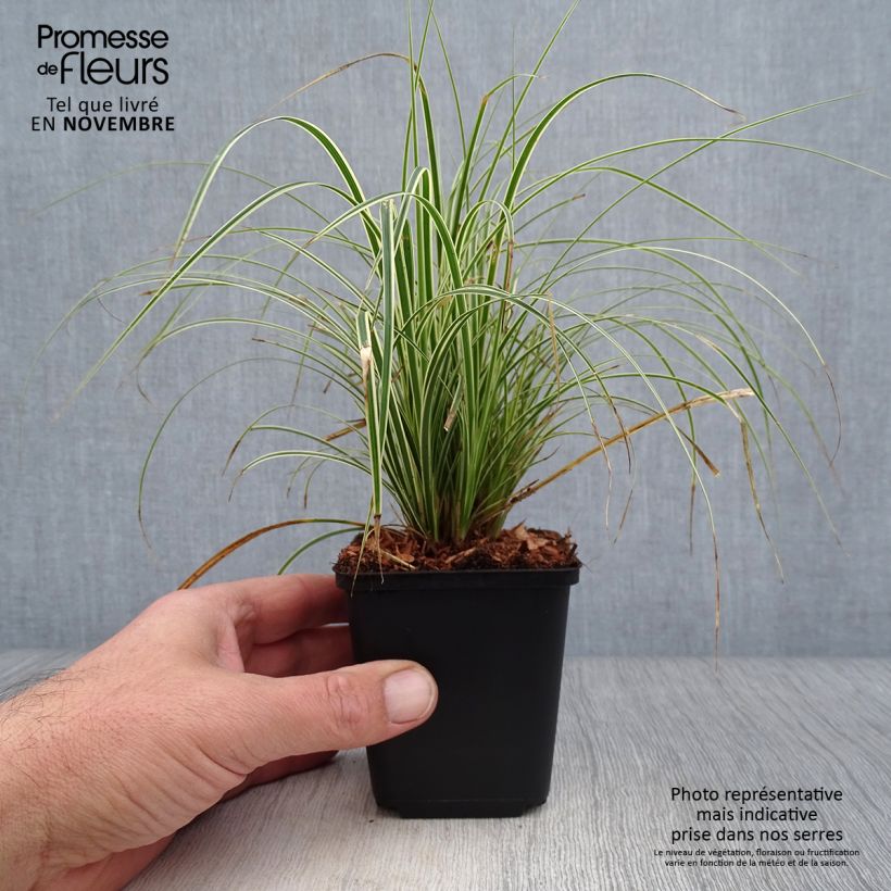 Exemplar von Carex brunnea Variegata - Segge Kleine Töpfe von 8/9 cm wie im Herbst geliefert