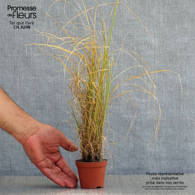 Exemplar von Carex brunnea Variegata - Segge Kleine Töpfe von 8/9 cm wie im Sommer geliefert