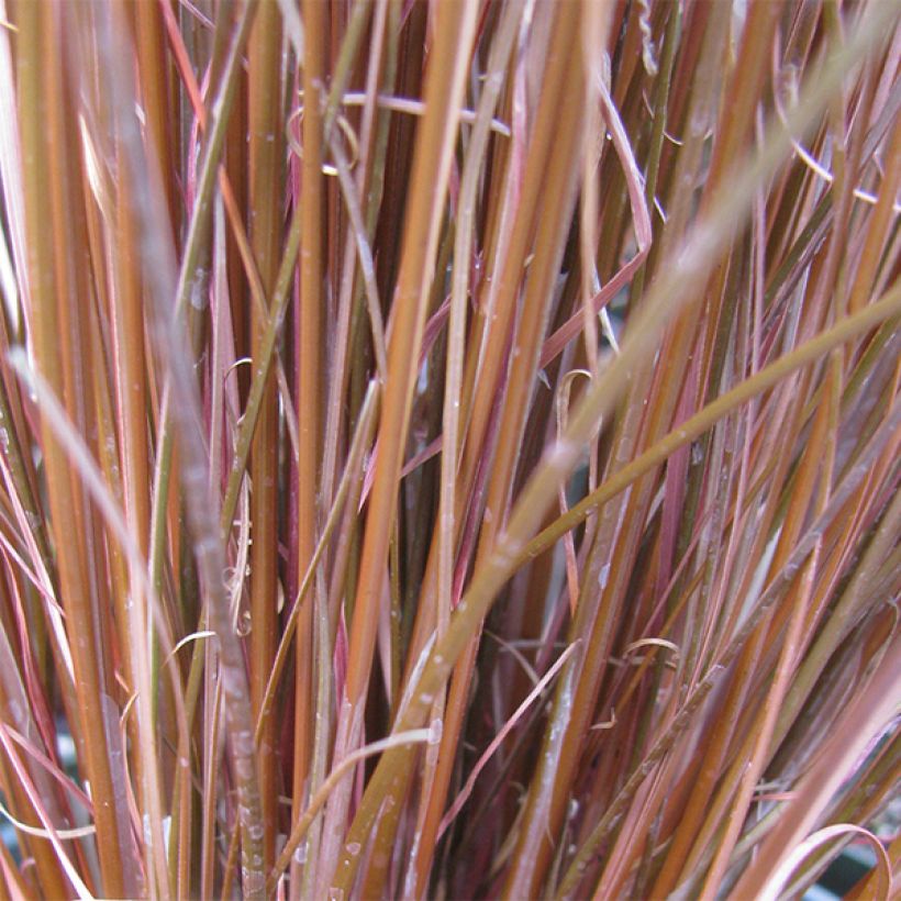 Carex buchananii - Fuchsrote Neuseeland-Segge (Laub)