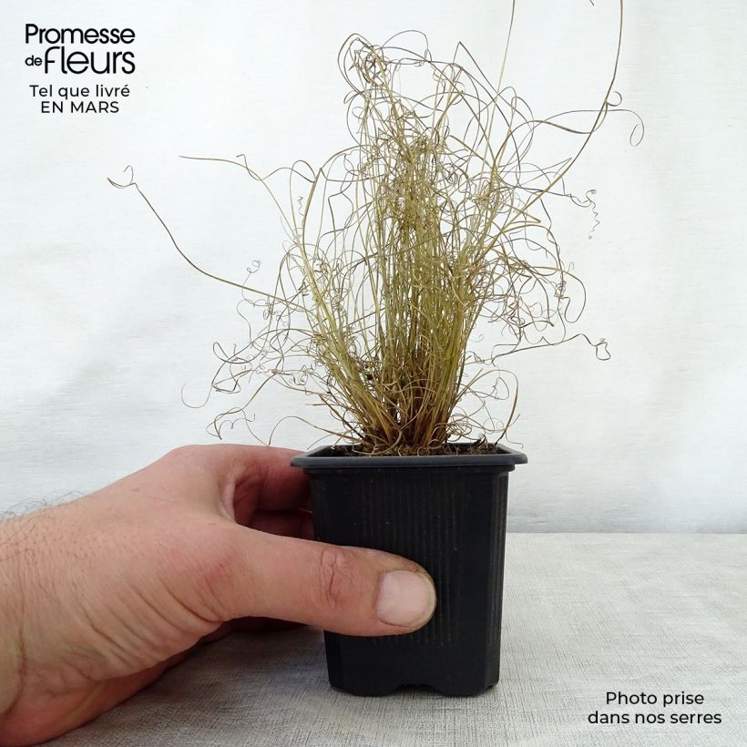 Exemplar von Carex buchananii Viridis - Fuchsrote Neuseeland-Segge Kleine Töpfe von 8/9 cm wie im Frühjahr geliefert