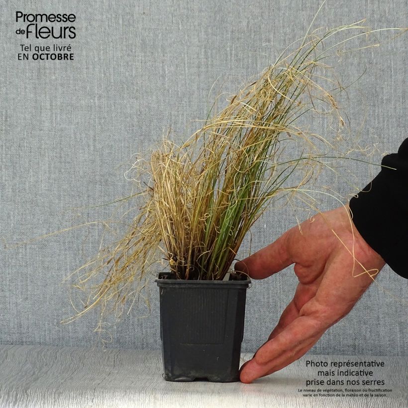 Exemplar von Carex buchananii Viridis - Fuchsrote Neuseeland-Segge Kleine Töpfe von 8/9 cm wie im Herbst geliefert