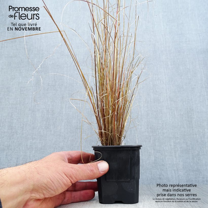 Exemplar von Carex buchananii - Fuchsrote Neuseeland-Segge Kleine Töpfe von 8/9 cm wie im Herbst geliefert