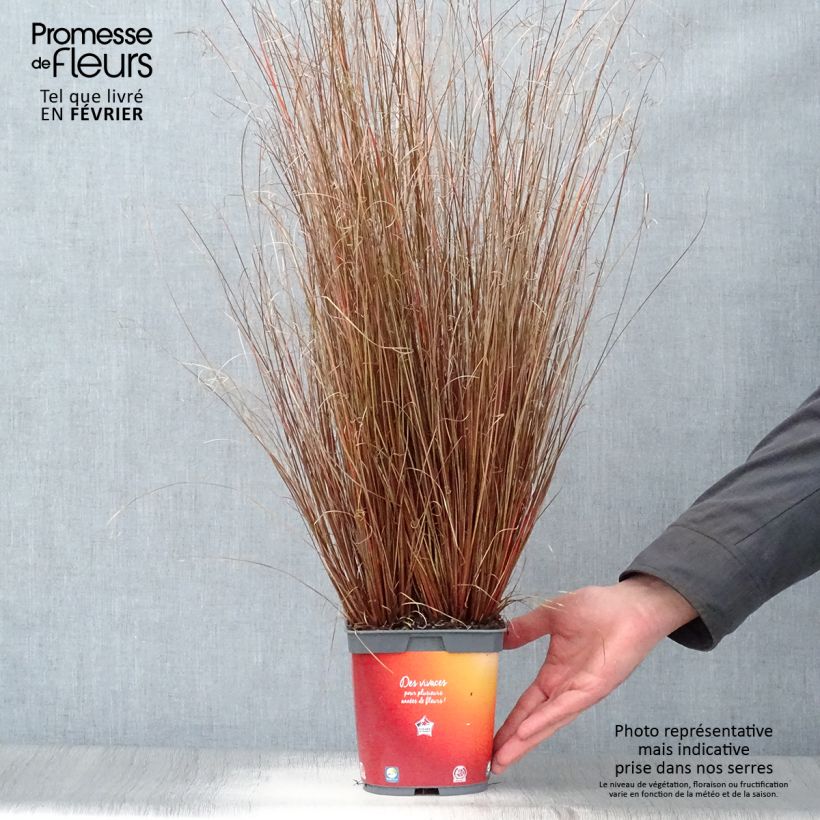 Exemplar von Carex buchananii - Fuchsrote Neuseeland-Segge Topf mit 2L/3L wie im Winter geliefert