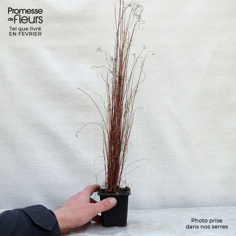 Exemplar von Carex buchananii - Fuchsrote Neuseeland-Segge Kleine Töpfe von 8/9 cm wie im Winter geliefert