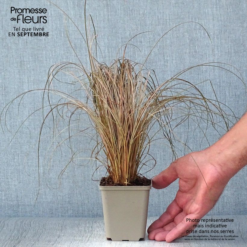 Exemplar von Carex comans Bronco - Neuseeländische Segge Kleine Töpfe von 8/9 cm wie im Herbst geliefert