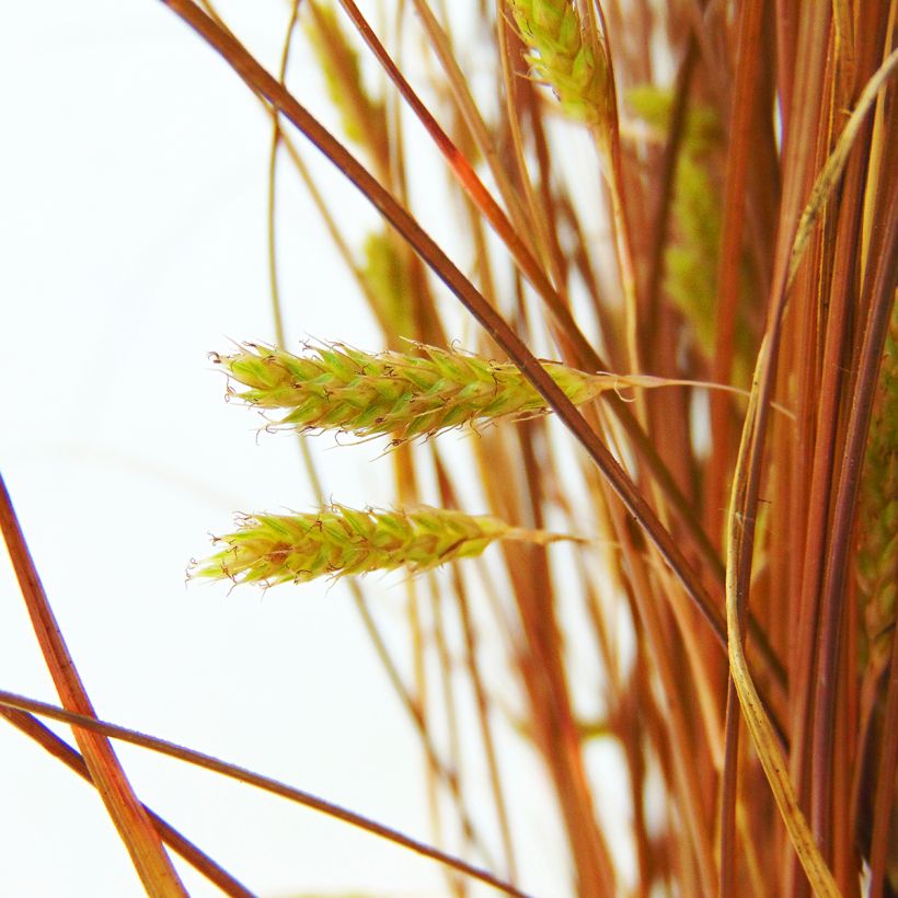 Carex comans Bronze Form - Neuseeländische Segge (Blüte)
