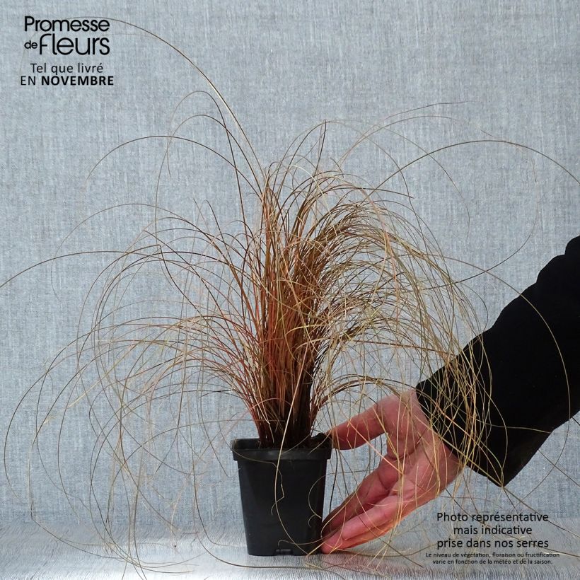 Exemplar von Carex comans Bronze Form - Neuseeländische Segge Kleine Töpfe von 8/9 cm wie im Herbst geliefert