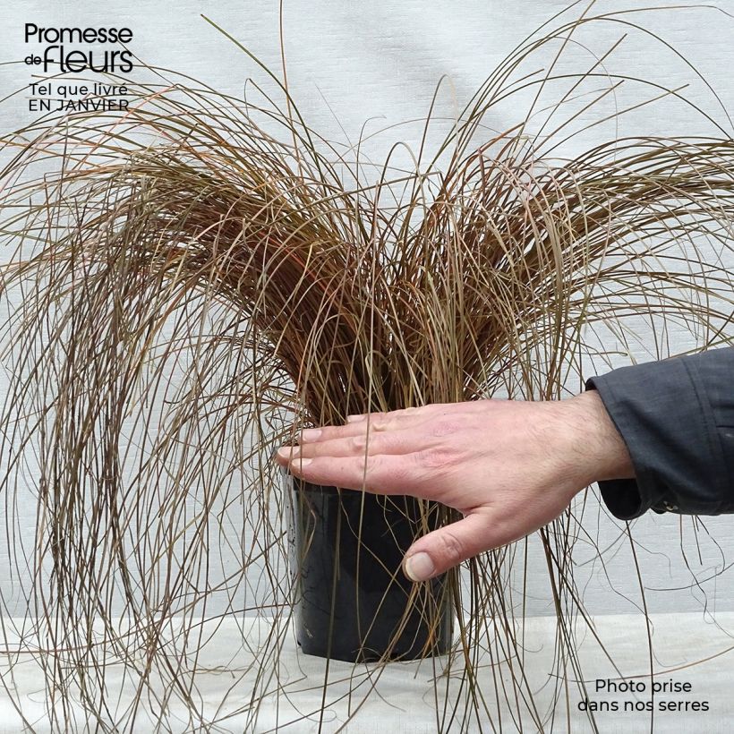Exemplar von Carex comans Bronze Form - Neuseeländische Segge Topf mit 2L/3L wie im Winter geliefert