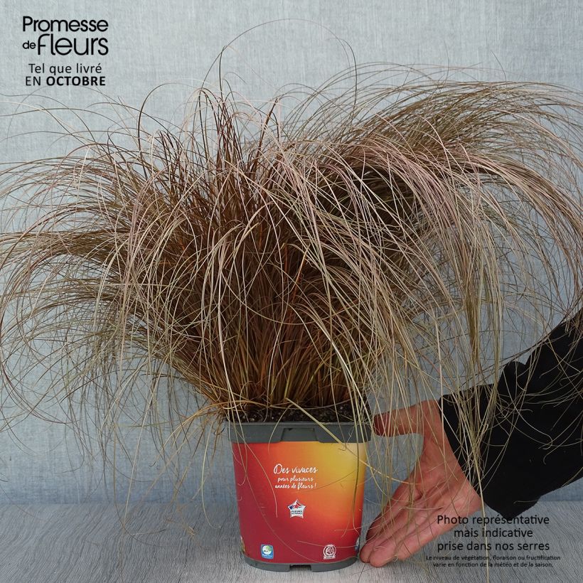 Exemplar von Carex comans Bronze Form - Neuseeländische Segge Topf mit 2L/3L wie im Herbst geliefert