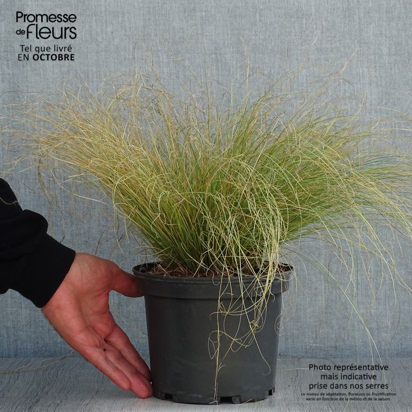 Exemplar von Carex comans Frosted Curls - Neuseeländische Segge Topf mit 2L/3L wie im Herbst geliefert