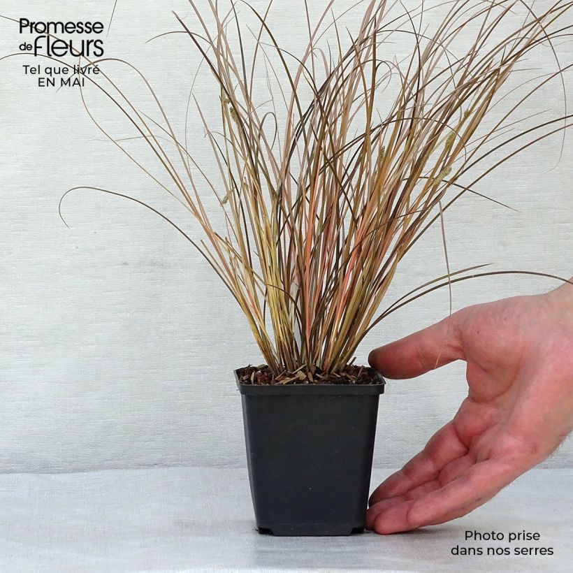 Exemplar von Carex comans Milk Chocolate - Neuseeländische Segge Kleine Töpfe von 8/9 cm wie im Frühjahr geliefert