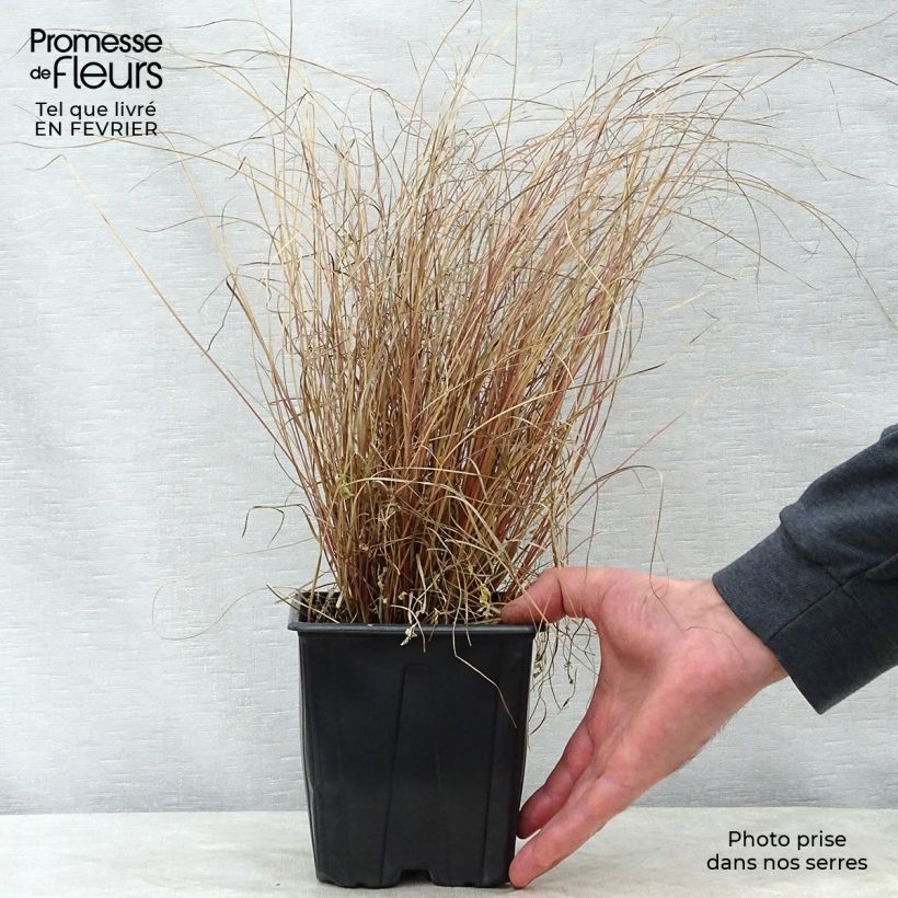 Exemplar von Carex comans Milk Chocolate - Neuseeländische Segge Topf mit 2L/3L wie im Winter geliefert