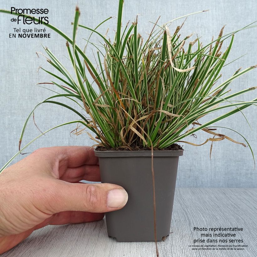 Exemplar von Carex conica Snowline - Weißgerandete Segge Kleine Töpfe von 8/9 cm wie im Herbst geliefert