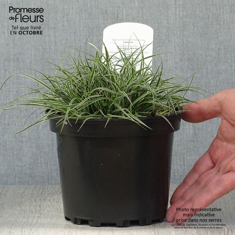 Exemplar von Carex conica Snowline - Weißgerandete Segge Topf mit 2L/3L wie im Herbst geliefert