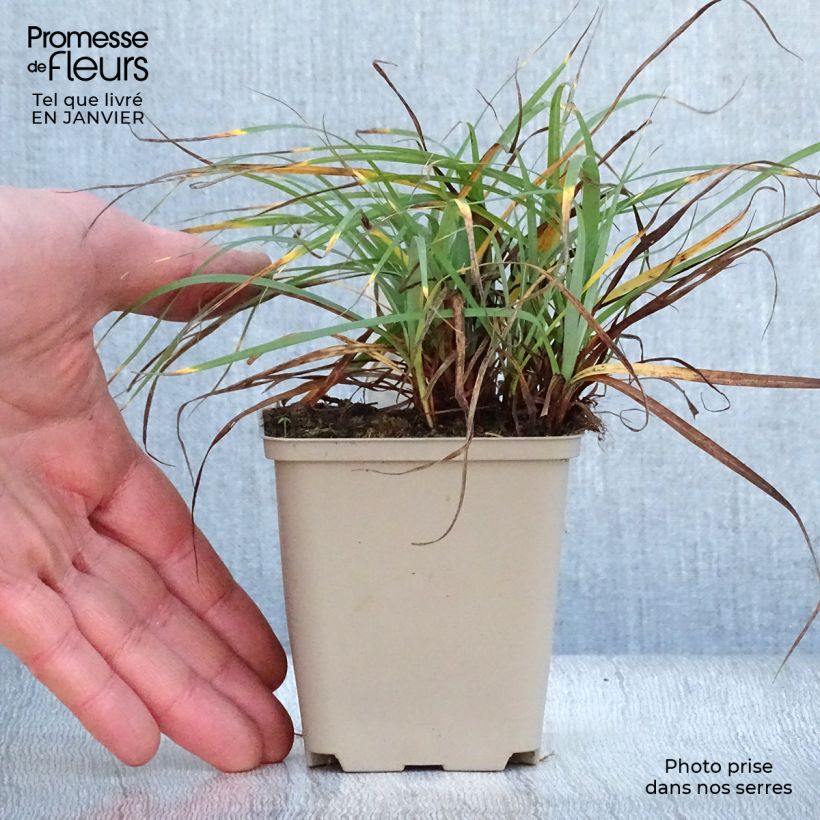 Exemplar von Carex flacca Blue Zinger - Blaugrüne Segge Kleine Töpfe von 8/9 cm wie im Winter geliefert