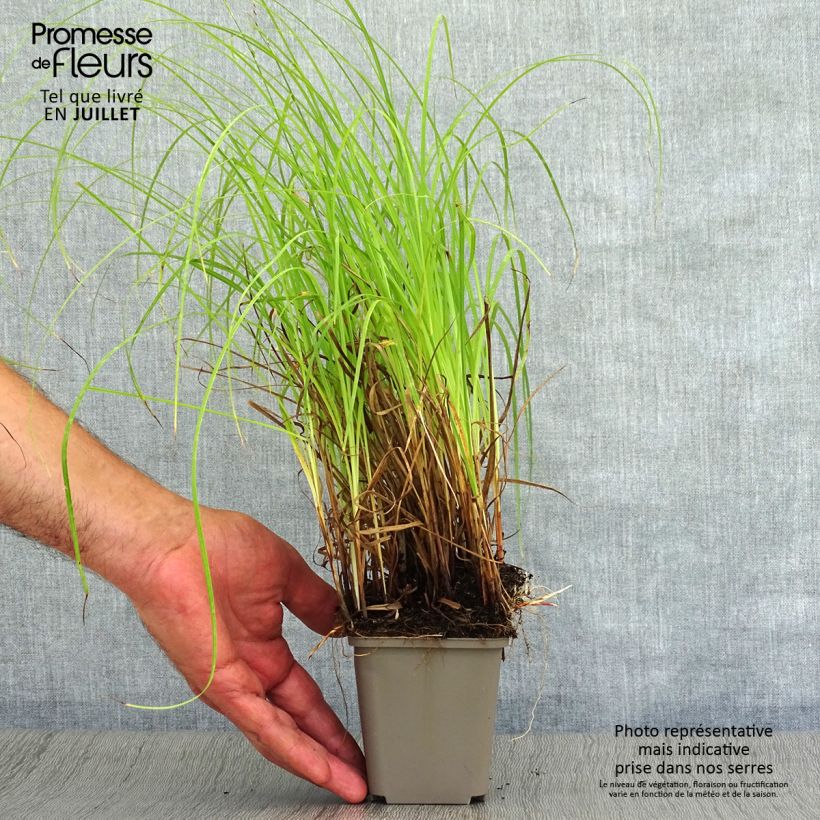 Exemplar von Carex flacca - Blaugrüne Segge Kleine Töpfe von 8/9 cm wie im Sommer geliefert