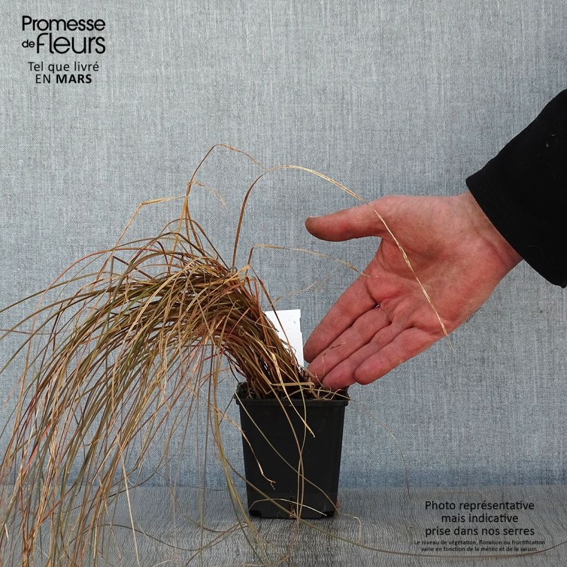 Exemplar von Carex flagellifera Bronzita - Peitschentragende Segge Kleine Töpfe von 8/9 cm wie im Winter geliefert