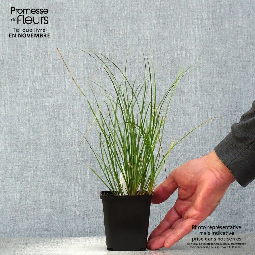 Exemplar von Carex flagellifera Kiwi - Peitschentragende Segge Kleine Töpfe von 8/9 cm wie im Herbst geliefert