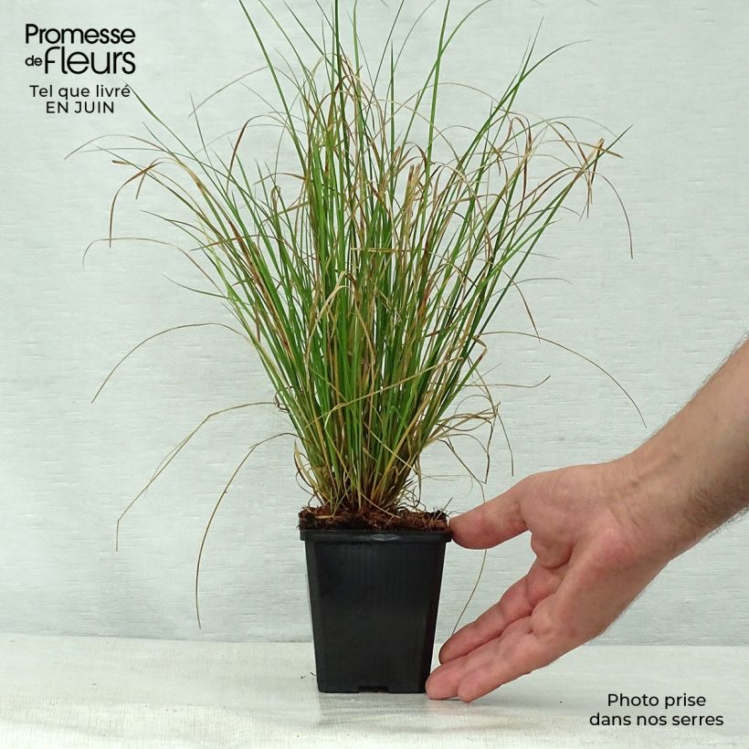 Exemplar von Carex flagellifera - Peitschentragende Segge Kleine Töpfe von 8/9 cm wie im Sommer geliefert