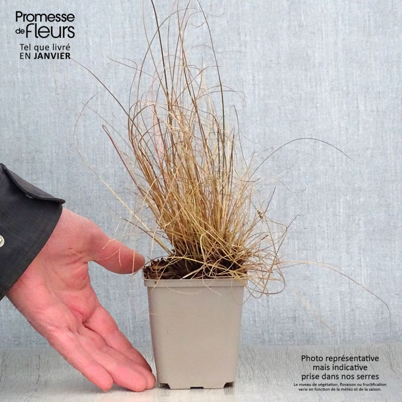 Exemplar von Carex flagellifera - Peitschentragende Segge Kleine Töpfe von 8/9 cm wie im Winter geliefert