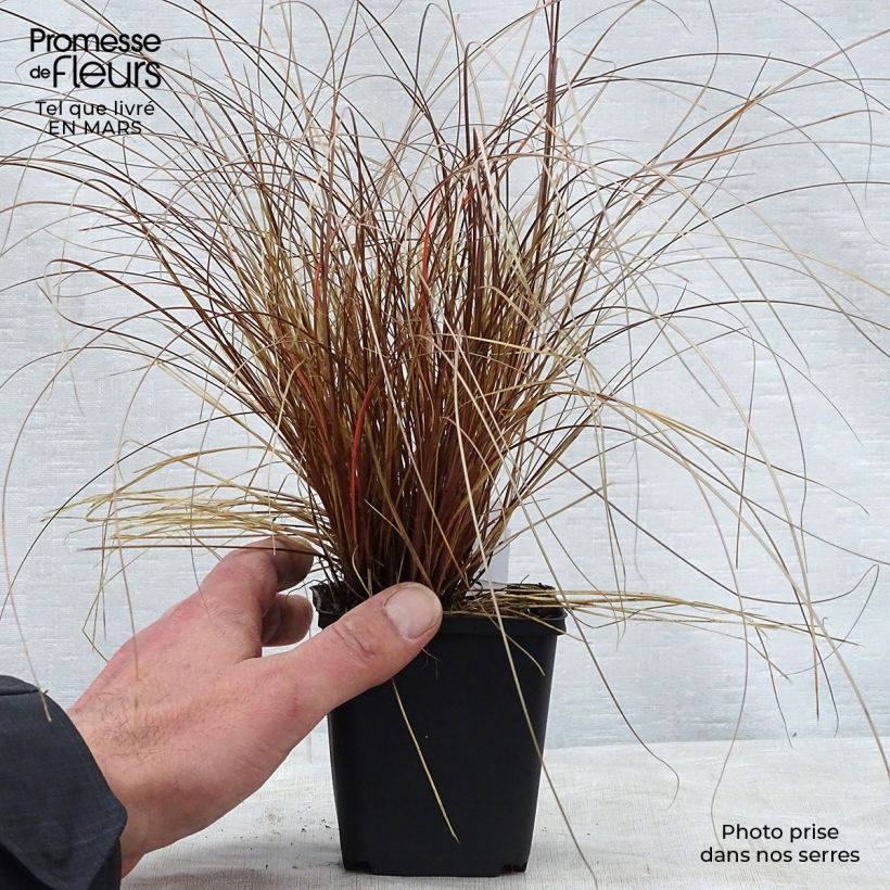 Exemplar von Carex flagellifera - Peitschentragende Segge Kleine Töpfe von 8/9 cm wie im Frühjahr geliefert