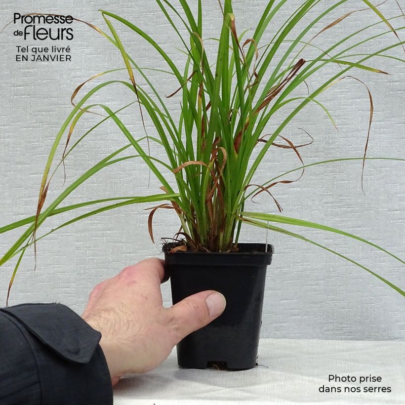 Exemplar von Carex grayi - Morgenstern-Segge Kleine Töpfe von 8/9 cm wie im Winter geliefert