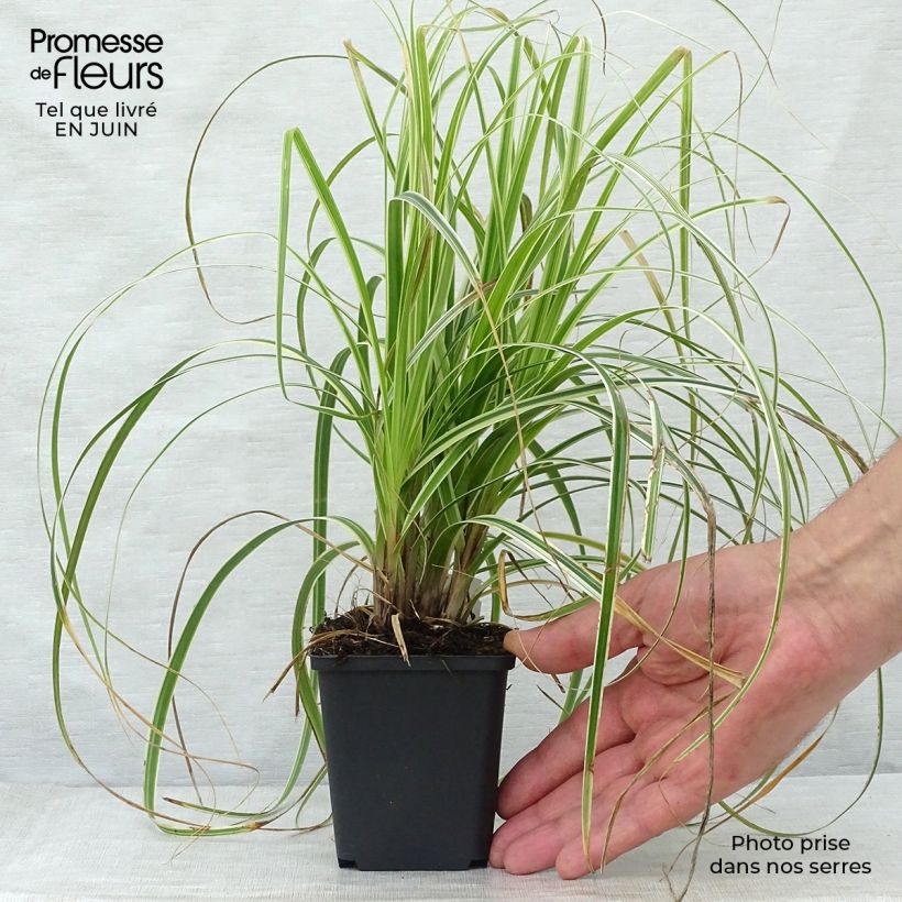 Exemplar von Carex oshimensis Feather Falls - Oshima-Segge Kleine Töpfe von 8/9 cm wie im Sommer geliefert