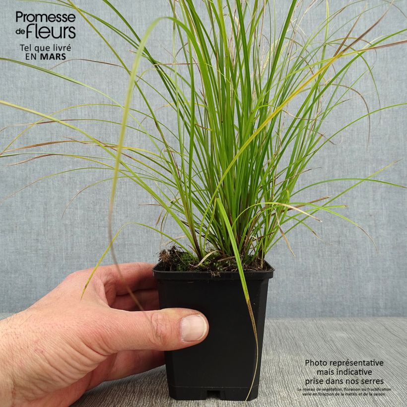 Exemplar von Carex lenta Osaka Kleine Töpfe von 8/9 cm wie im Winter geliefert