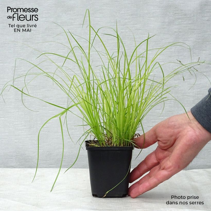 Exemplar von Carex montana - Berg-Segge Kleine Töpfe von 8/9 cm wie im Frühjahr geliefert