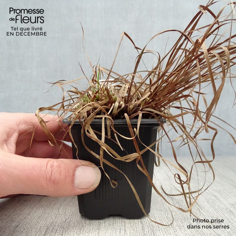 Exemplar von Carex montana - Berg-Segge Kleine Töpfe von 8/9 cm wie im Winter geliefert