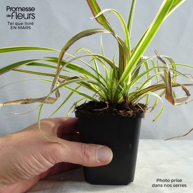 Exemplar von Carex morrowii subsp. foliosissima Aureovariegata - Japan-Segge Kleine Töpfe von 8/9 cm wie im Winter geliefert