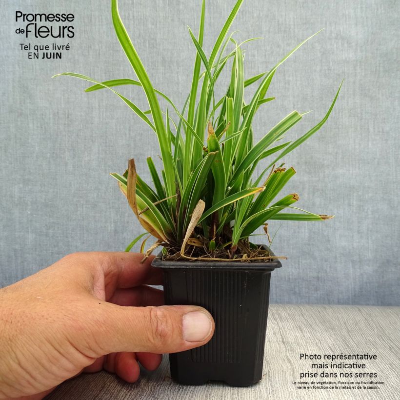 Exemplar von Carex morrowii Ice Dance - Japan-Segge Kleine Töpfe von 8/9 cm wie im Sommer geliefert